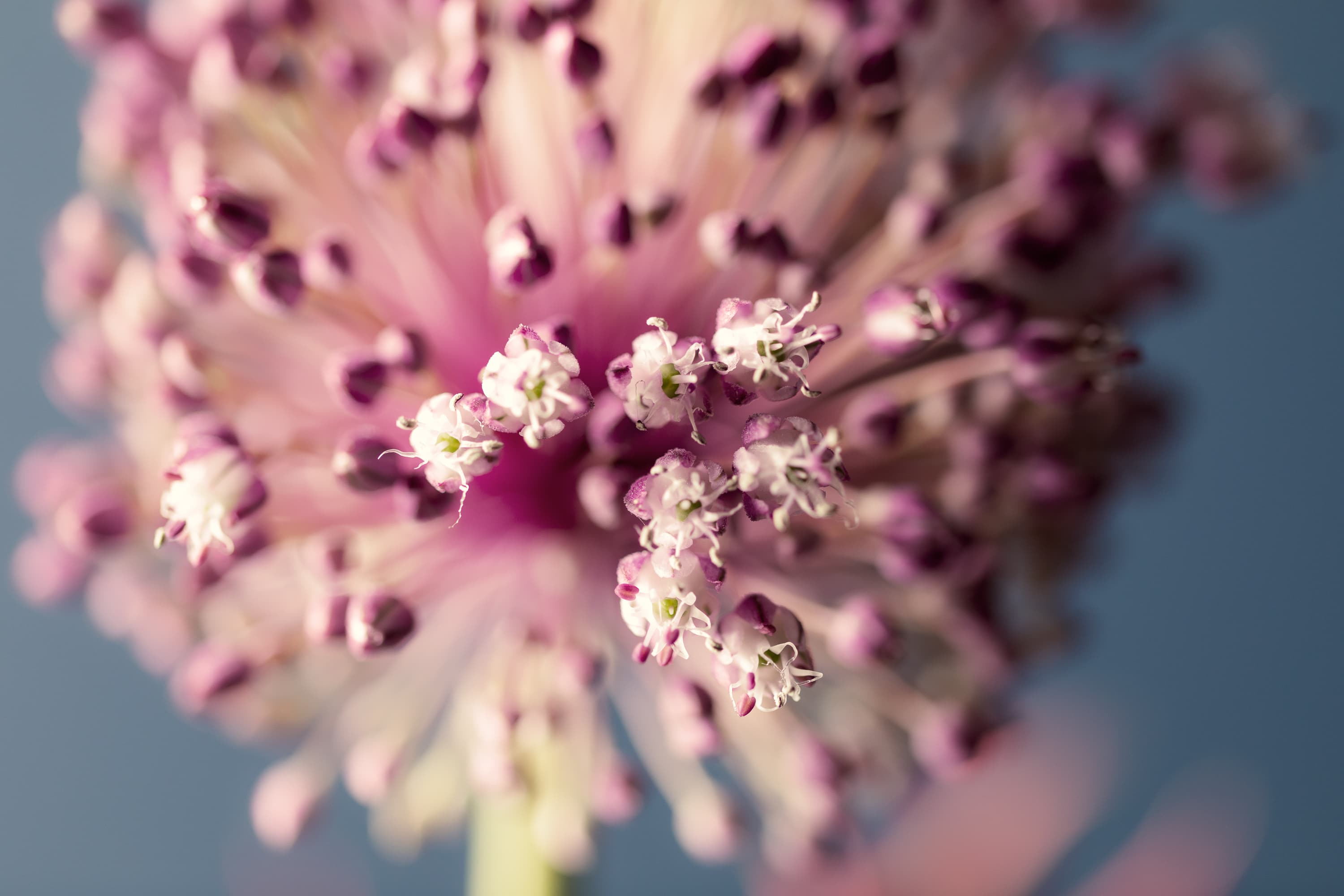 Foto van Diny Blom of een van haar klanten tijdens de voorbereiding voor boeketten voor een trouwerij. De foto’s geven met een sfeer van kleur, vrolijkheid en inspiratie een goed beeld van het prachtige werk van Diny Blom.