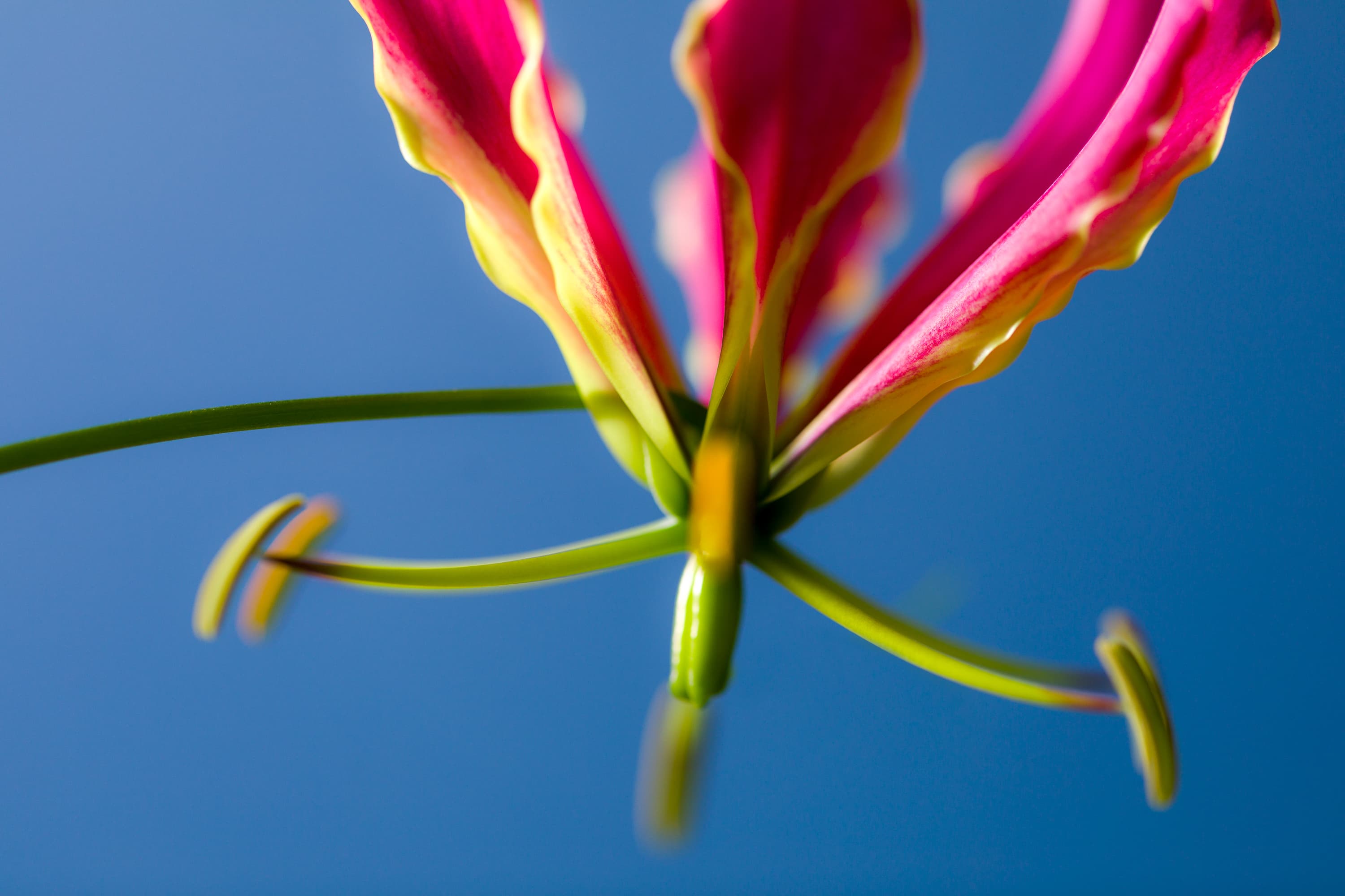 Foto van Diny Blom of een van haar klanten tijdens de voorbereiding voor boeketten voor een trouwerij. De foto’s geven met een sfeer van kleur, vrolijkheid en inspiratie een goed beeld van het prachtige werk van Diny Blom.