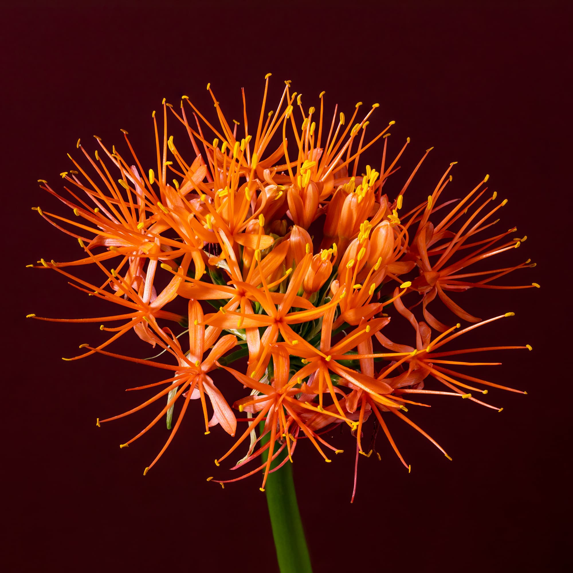 Foto van Diny Blom of een van haar klanten tijdens de voorbereiding voor boeketten voor een trouwerij. De foto’s geven met een sfeer van kleur, vrolijkheid en inspiratie een goed beeld van het prachtige werk van Diny Blom.