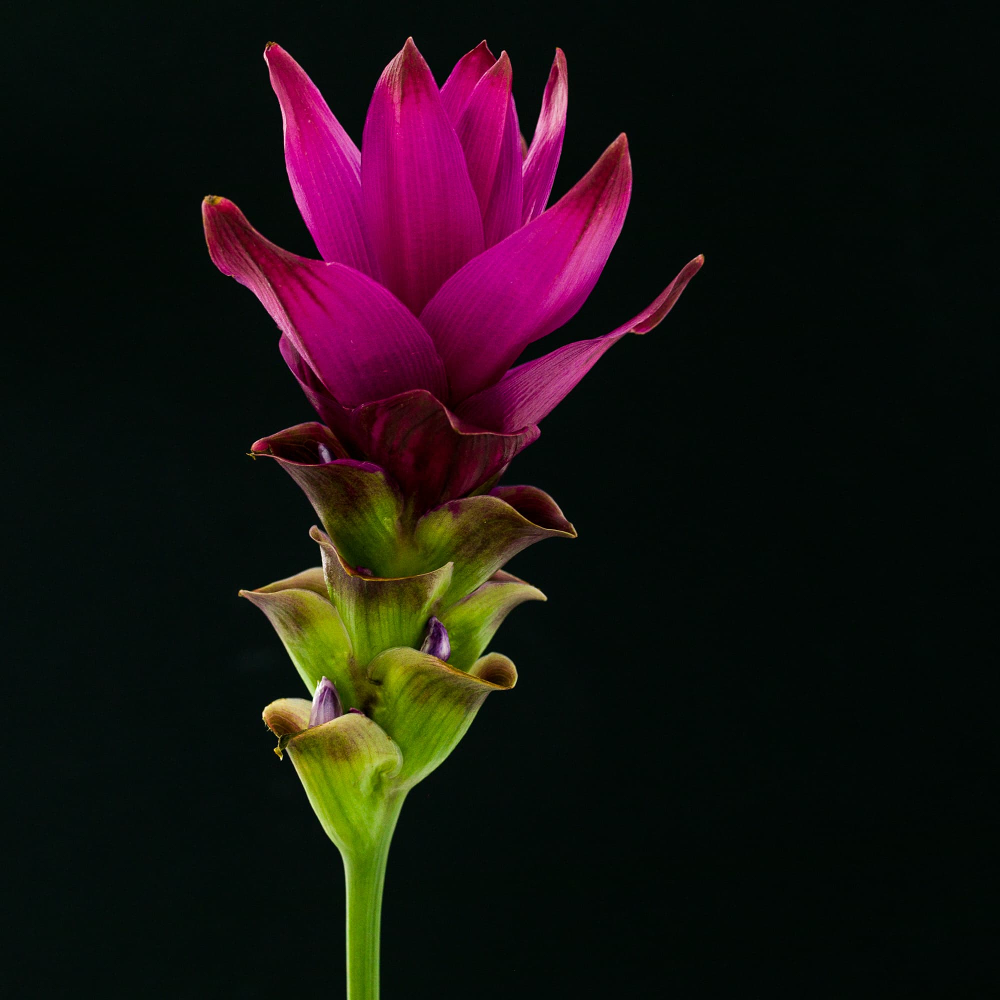 Foto van Diny Blom of een van haar klanten tijdens de voorbereiding voor boeketten voor een trouwerij. De foto’s geven met een sfeer van kleur, vrolijkheid en inspiratie een goed beeld van het prachtige werk van Diny Blom.